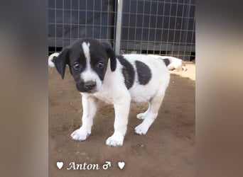 Ada, Andrea, Annie, Anton, Albert und Argos  suchen ab Mitte November ein Zuhause