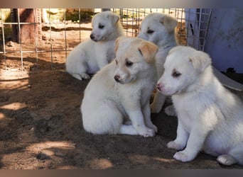 Unsere süßen Schneeflocken suchen ein Zuhause
