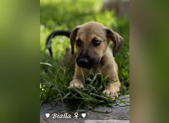 Update: Mischlingswelpen Bado, Bizou, Bilka  und Biala suchen ein Zuhause