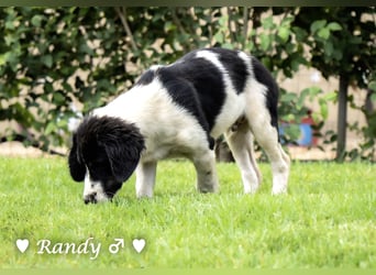 Ramon, Ralf, Randy, Ray und Raischa suchen ein Zuhause