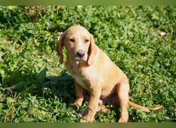 Gaia und Gino suchen ein Zuhause