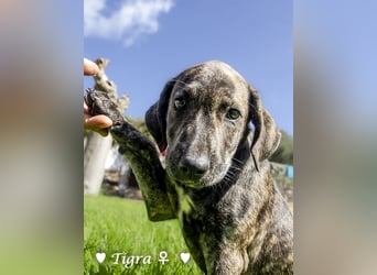 Peppito  und Tigra suchen ein Zuhause