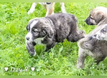 Ira, Iris und Izzy suchen ab Januar ein Zuhause