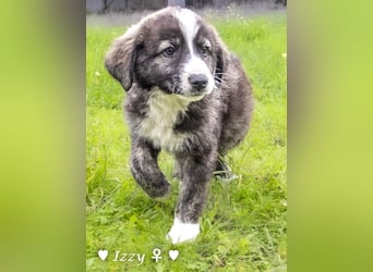 Ira, Iris und Izzy suchen ab Januar ein Zuhause