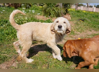 Willie, Wilma und Summer suchen ein Zuhause