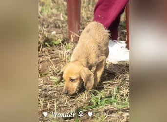 Willie, Wilma und Summer suchen ein Zuhause