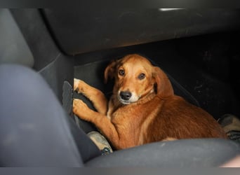 Elias und Elton  suchen  ein Zuhause