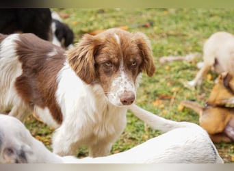 Darios sucht ein Zuhause