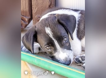 Ada,  Arthur, Anton  und Argos  suchen ab Mitte November ein Zuhause