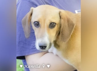 Kanella  sucht ein  Zuhause