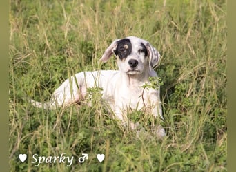 Sparky  sucht ein Zuhause