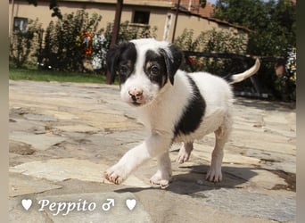 Luise, Luigi, Lucio und Peppito suchen ein Zuhause