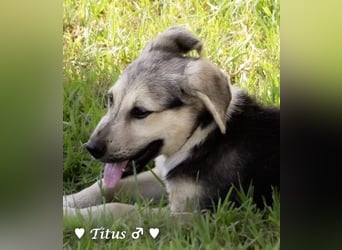 Titus und seine Geschwister suchen ab September ein Zuhause