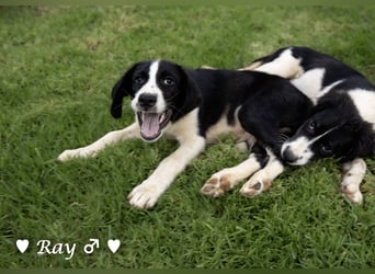 Ramon, Ralf, Randy, Ray und Raischa suchen ein Zuhause