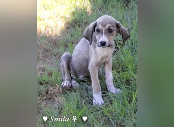 Suzi und Smila   suchen ein Zuhause