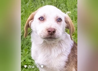 Ira, Iris und Izzy suchen ab Januar ein Zuhause