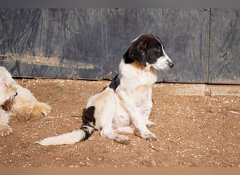 Darios, Dakis und Damon suchen ein Zuhause