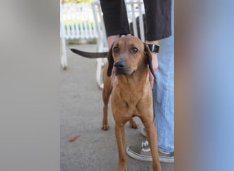 Familienhündin Luna sucht ein Zuhause