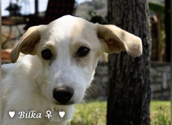 Update: Mischlingswelpen Bado, Bizou, Bilka  und Biala suchen ein Zuhause