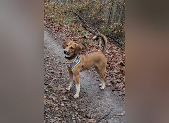 Verschmuste Familienhündin Nellie sucht ihr Zuhause - In der Südpfalz zu besuchen