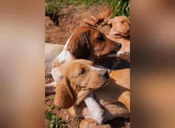 Gaia und Gino suchen ein Zuhause