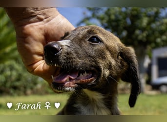 Farah,  Felina und Felipe   suchen ein Zuhause
