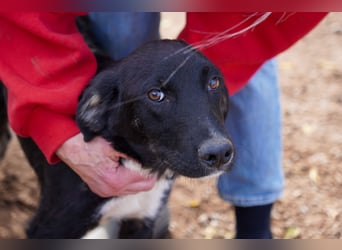 Darios, Dakis und Damon suchen ein Zuhause