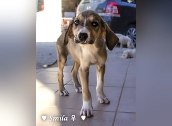 Suzi und Smila   suchen ein Zuhause