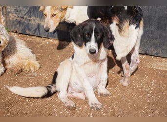 Darios, Dakis und Damon suchen ein Zuhause