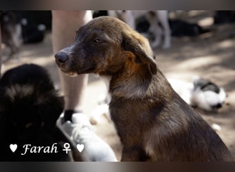 Farah,  Felina und Fabio   suchen ein Zuhause