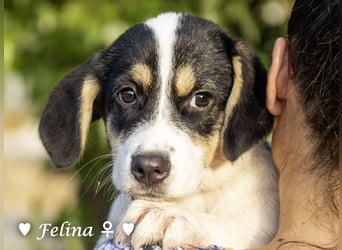 Farah,  Felina und Felipe   suchen ein Zuhause