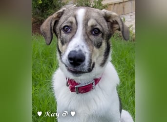 Kea  und Kay auf der Suche nach ihrer Familie