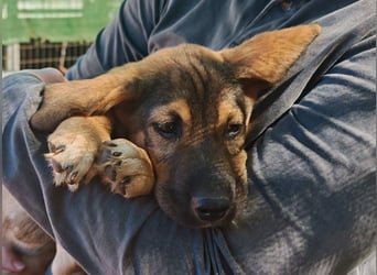 Der kleine Marlon sucht ein Zuhause (zur Pflege in SH)