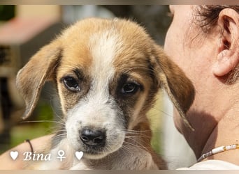 Barney, Bella, Bibi und Bina suchen ab Mitte November ein Zuhause