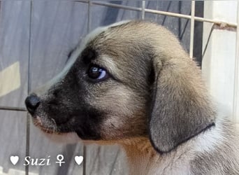 Suzi und Smila   suchen ein Zuhause