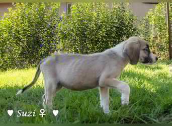 Suzi und Smila   suchen ein Zuhause