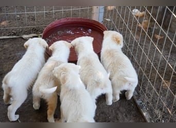 Unsere süßen Schneeflocken suchen ein Zuhause