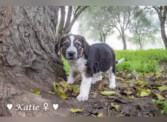 Katie, Kira und Kris suchen ein Zuhause