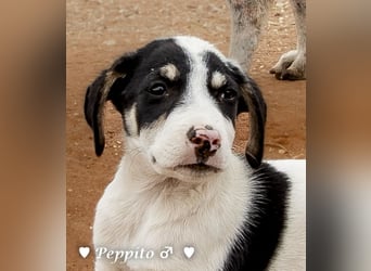 Update: Peppito  und Prince  suchen ein Zuhause