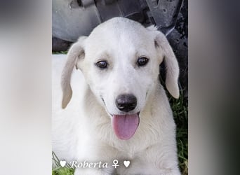 Roberta und Robbie, f.,  suchen eine Familie