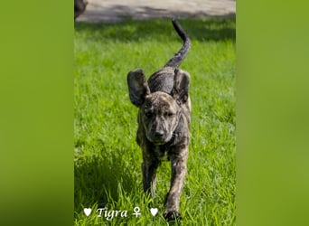 Peppito  und Tigra suchen ein Zuhause