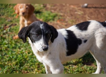 Dora, Darios, Dakis und Damon suchen ein Zuhause