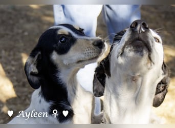 Ayleen und Layla suchen ein Zuhause
