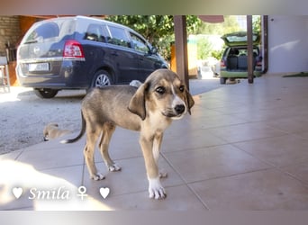 Suzi und Smila   suchen ein Zuhause
