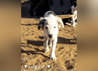 Kelly, Lucky und Brisco suchen ein Zuhause