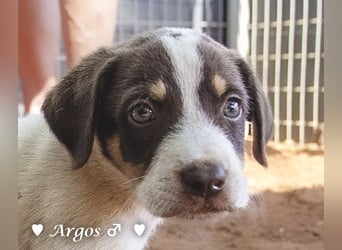 Ada, Andrea, Annie, Anton, Albert und Argos  suchen ab Mitte November ein Zuhause