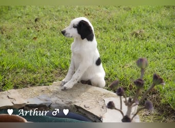 Arthur  und Argos  suchen ab Mitte November ein Zuhause