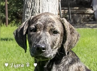 Peppito  und Tigra suchen ein Zuhause