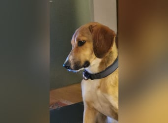 In der Südpfalz zu besuchen: Familienhündin Nellie sucht ihr Zuhause