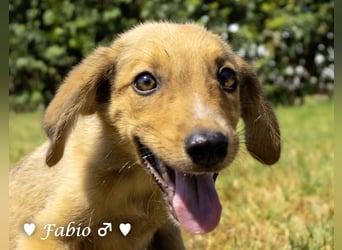 Farah,  Felina und Felipe   suchen ein Zuhause